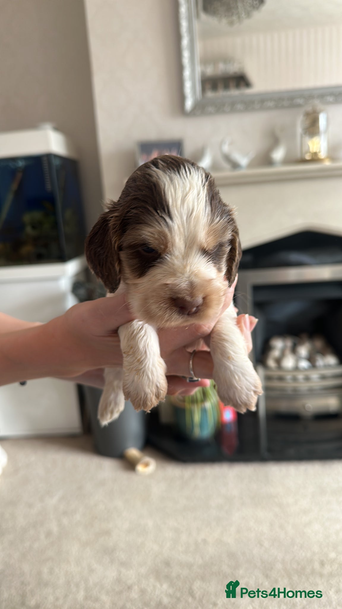 Cocker Spaniel dogs *DNA clear* Show type cocker spaniel puppies - Advert 1