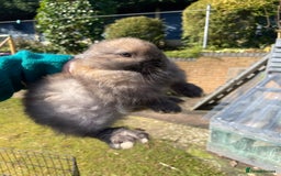 Mini Lop rabbits for sale: Pure Bred Mini Lop Bunnies  - Image 9