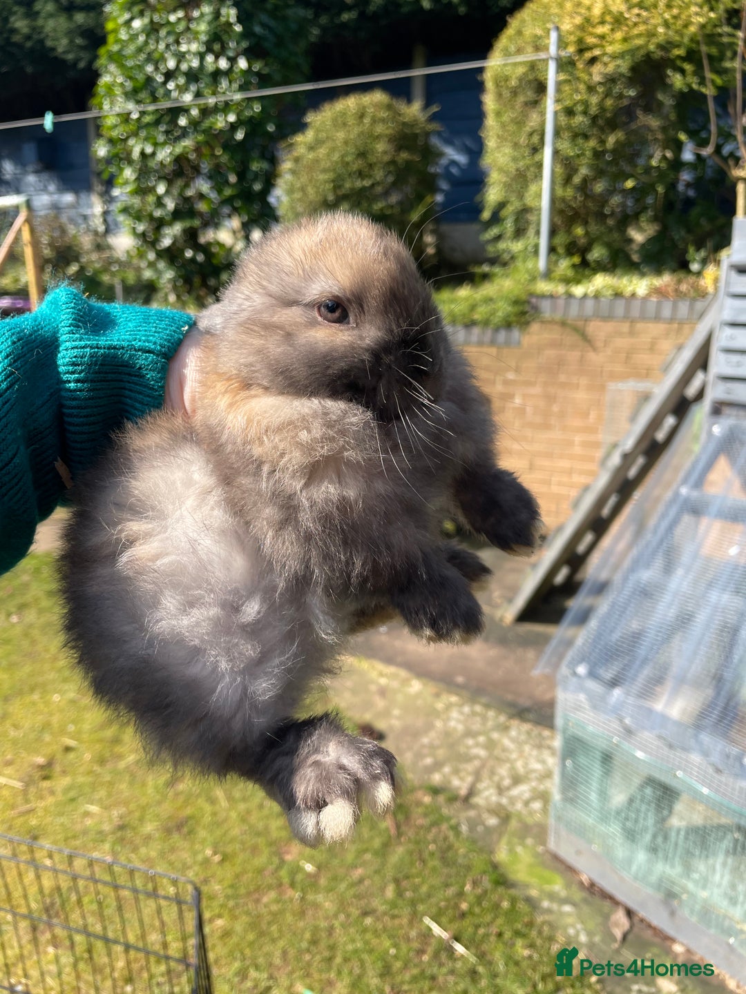 Mini Lop rabbits for sale: Pure Bred Mini Lop Bunnies  - Image 9