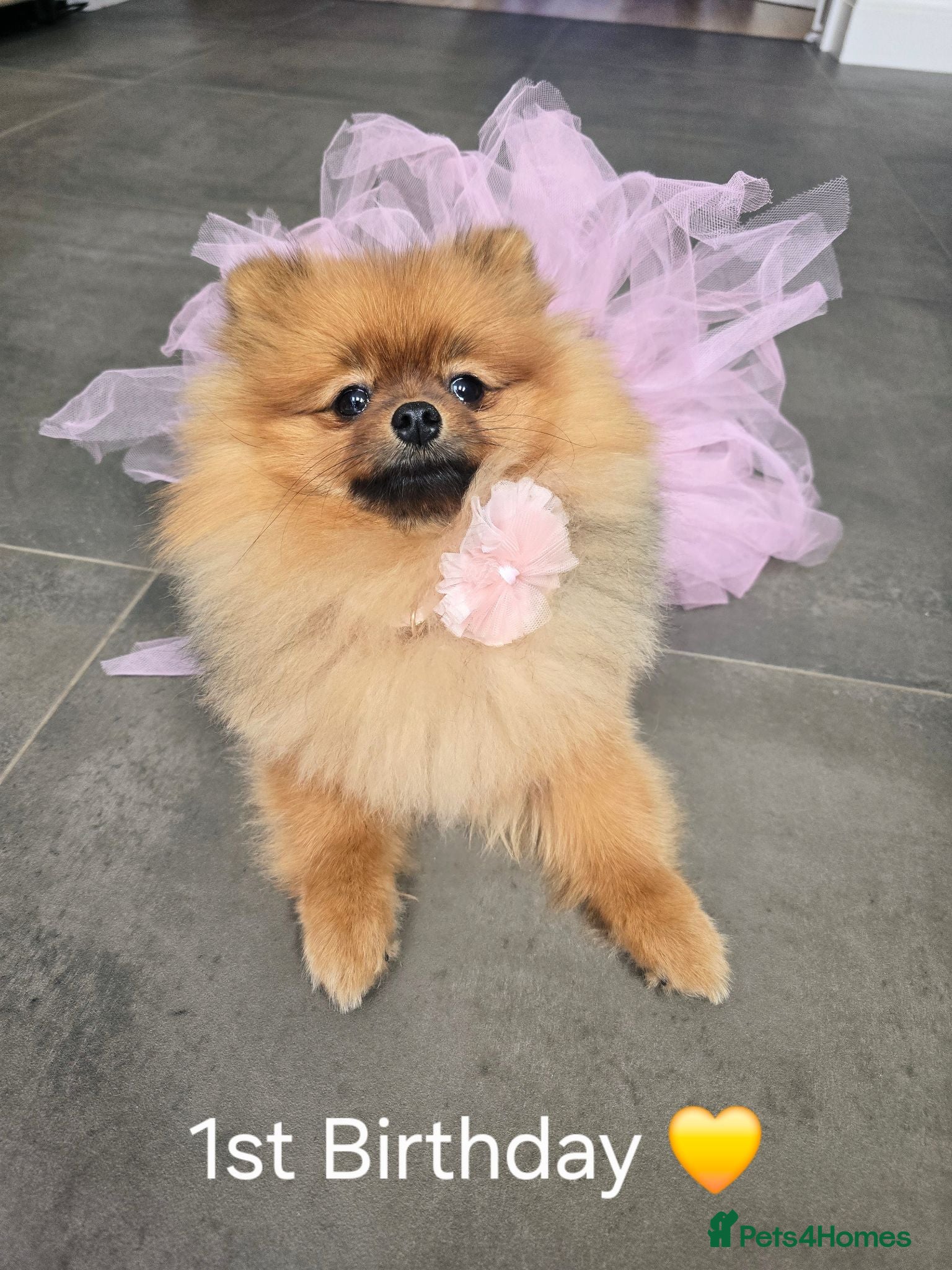 Pomeranian dogs Micro Teddy Poms Coco & Gigi - 12 & 8 Months - Advert 2