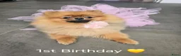 Pomeranian dogs for sale: Micro Teddy Poms Coco & Gigi - 12 & 8 Months - Advert 4