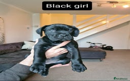 Cane Corso dogs for sale: WORLD CLASS CANE CORSO PUPPIES! 2 Males 4 Females. - Advert 13