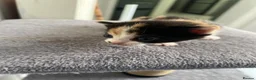 British Shorthair cats for sale: Kittens in Manchester - Advert 12