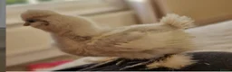 Chickens poultry for sale: 6 Silkie hatching eggs - Advert 9
