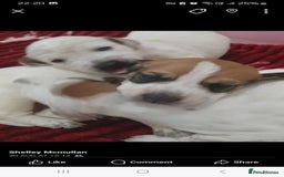 Mixed Breed dogs for sale: Beautiful puppies  - Image 16