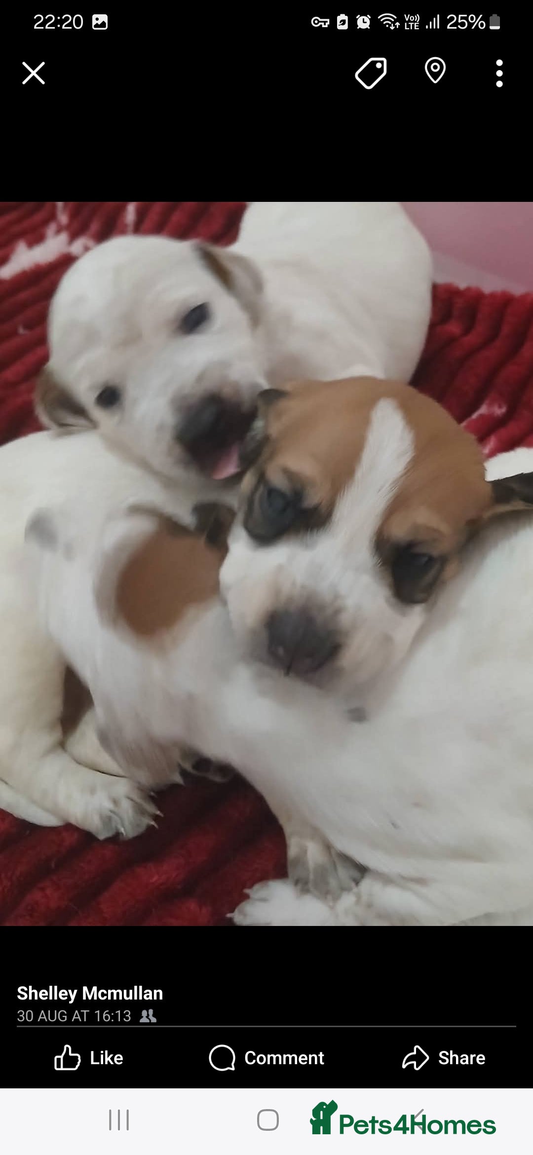 Mixed Breed dogs for sale: Beautiful puppies  - Image 16