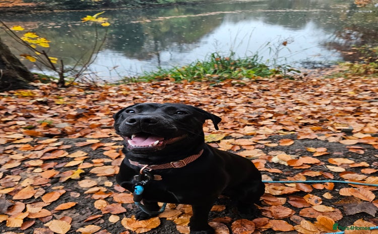 Mixed Breed dogs - Advert 15