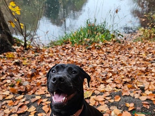 Mixed Breed dogs for sale - Advert 1