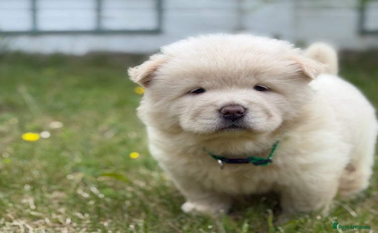Chow Chow dogs - Advert 1
