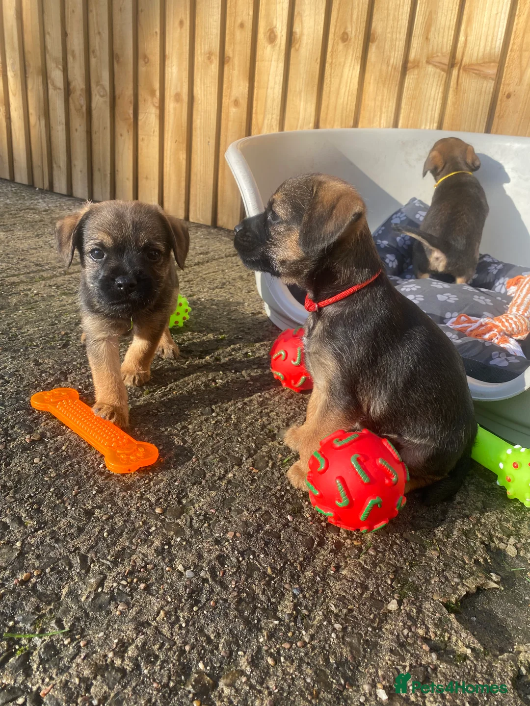 Border Terrier dogs for sale: ⭐️BORDER TERRIER PUPPIES  - Advert 4