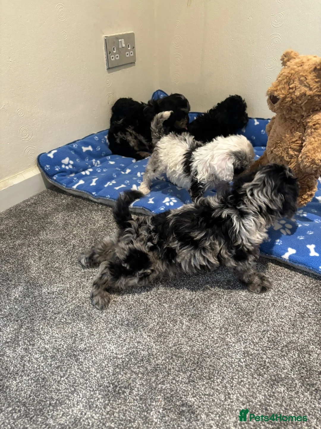 Cavapoo dogs for sale: Health tested Cavapoo puppies  - Advert 2