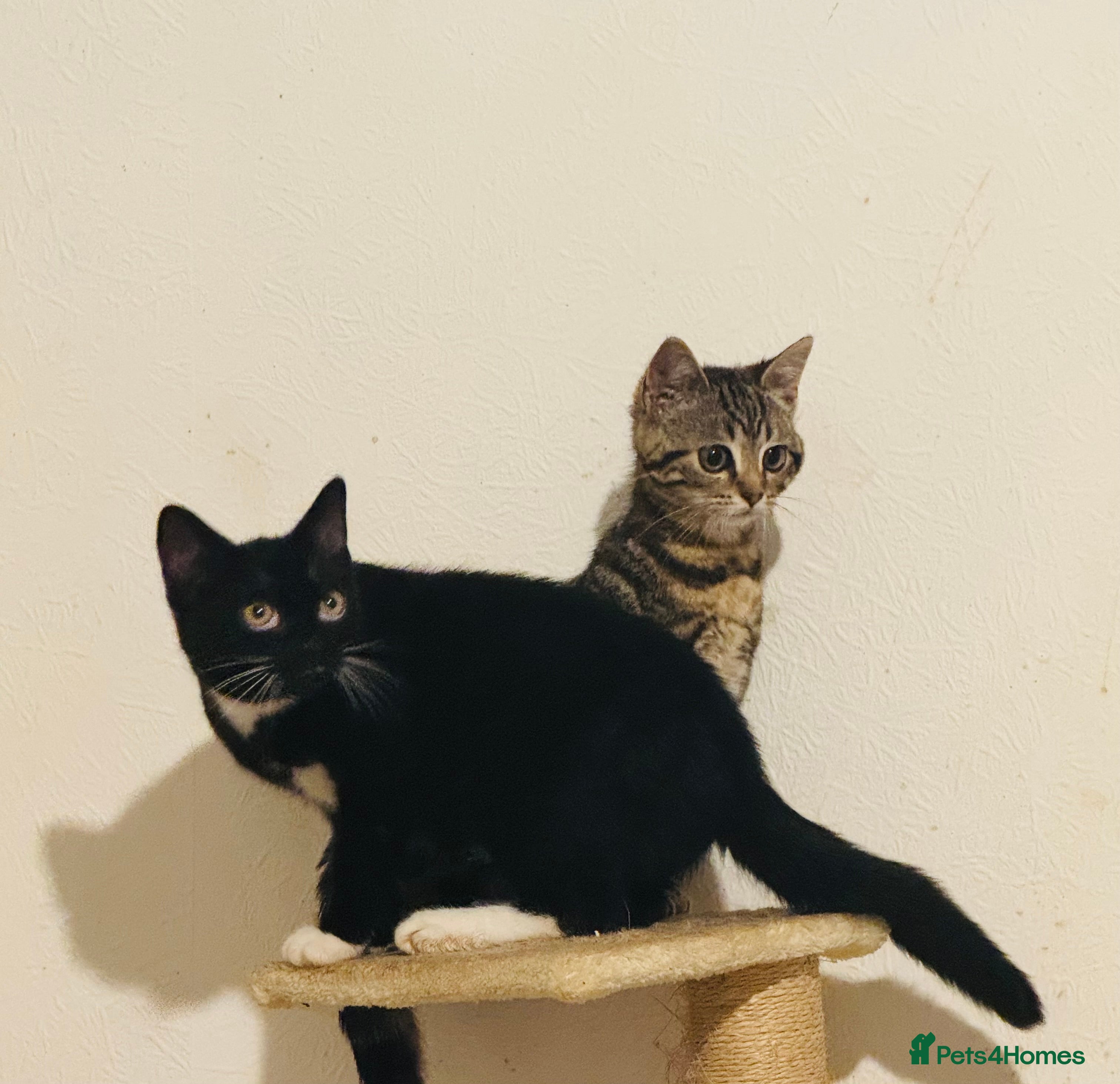 Mixed Breed cats Elmo and Pixie  in Sutton Coldfield - Advert 1
