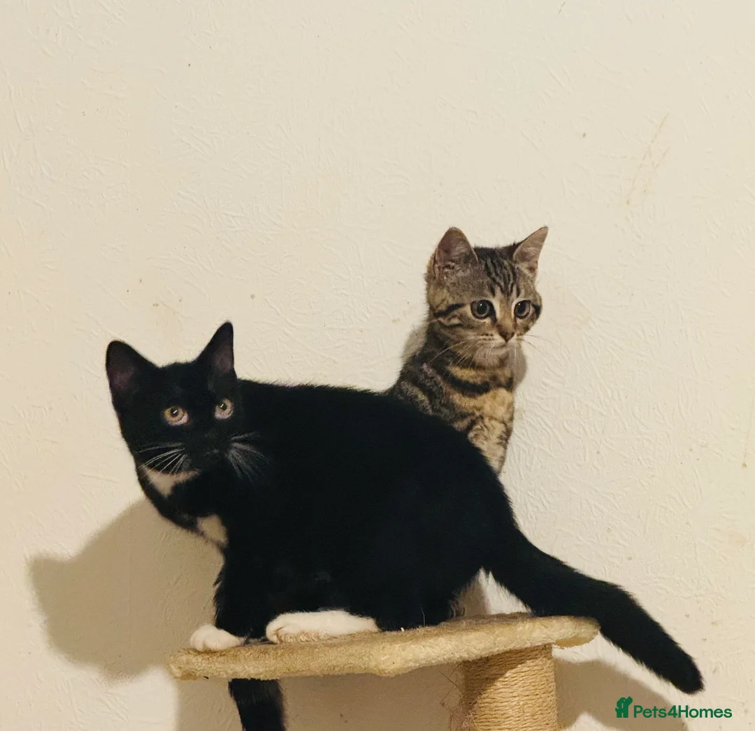 Mixed Breed cats for sale: Elmo and Pixie  in Sutton Coldfield - Advert 1