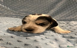 Cocker Spaniel dogs for sale: Exceptional KC registered Show Cocker Spaniels  - Image 17