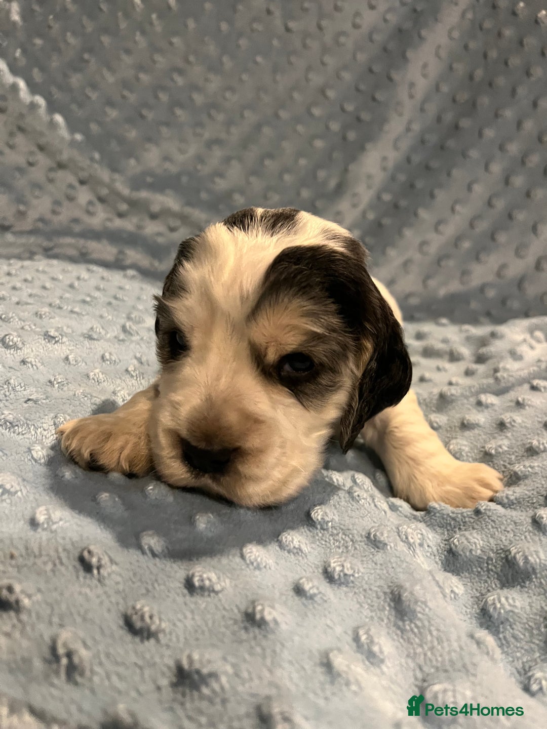 Cocker Spaniel dogs for sale: Exceptional KC registered Show Cocker Spaniels  - Image 17