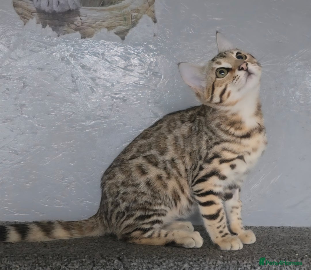 Bengal cats for sale: 1 beautiful bengal girl ready to leave now - Image 4