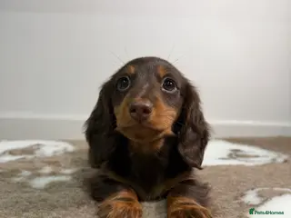 Miniature Dachshund dogs 1 male miniature longhaired left ready now - Advert 3