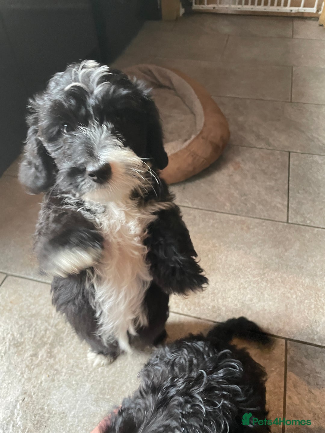 Toy Poodle dogs for stud: Beautiful, proven toy poodle for stud - Advert 13