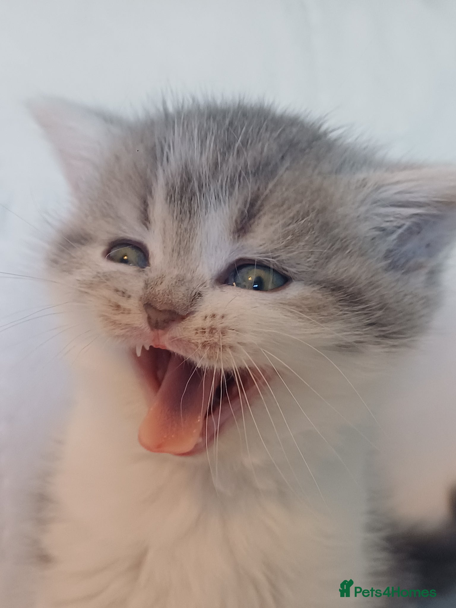 British Shorthair cats for sale: Gorgeous Brittish Shorthair 🐱 - Advert 25