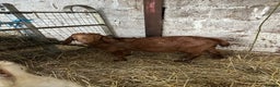 Goats livestock for sale: Red Boer buckling  - Advert 2