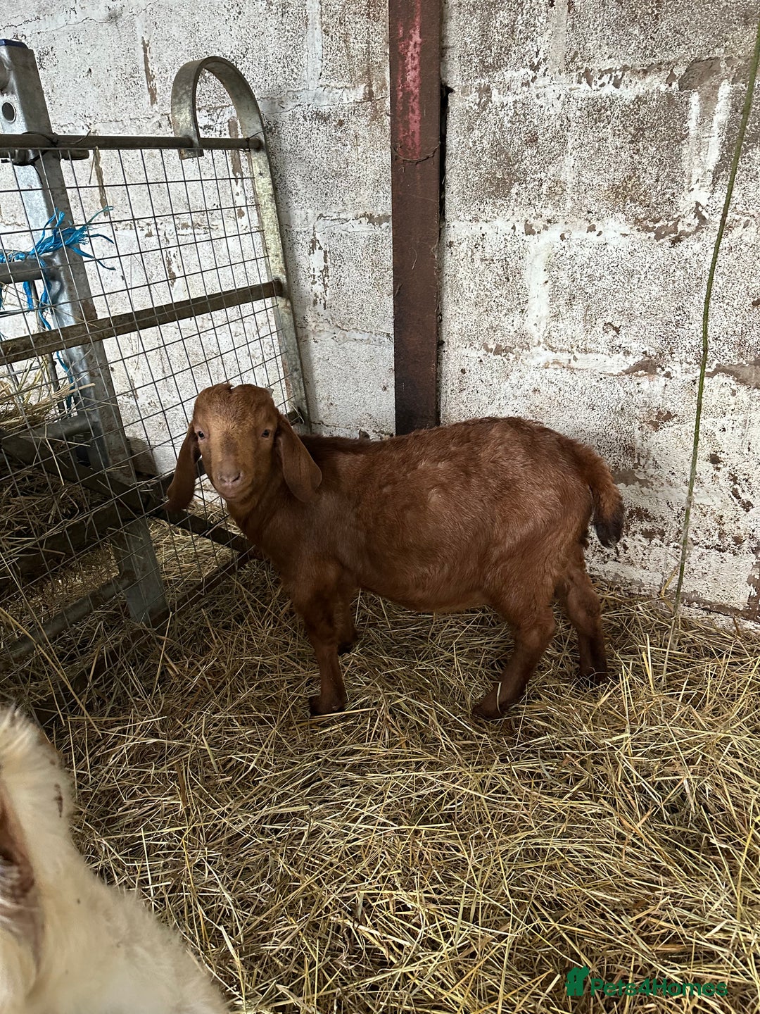 Goats livestock for sale: Red Boer buckling  - Advert 2