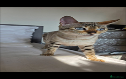 Bengal cats for sale: Female bengal kittens for sale  - Image 14