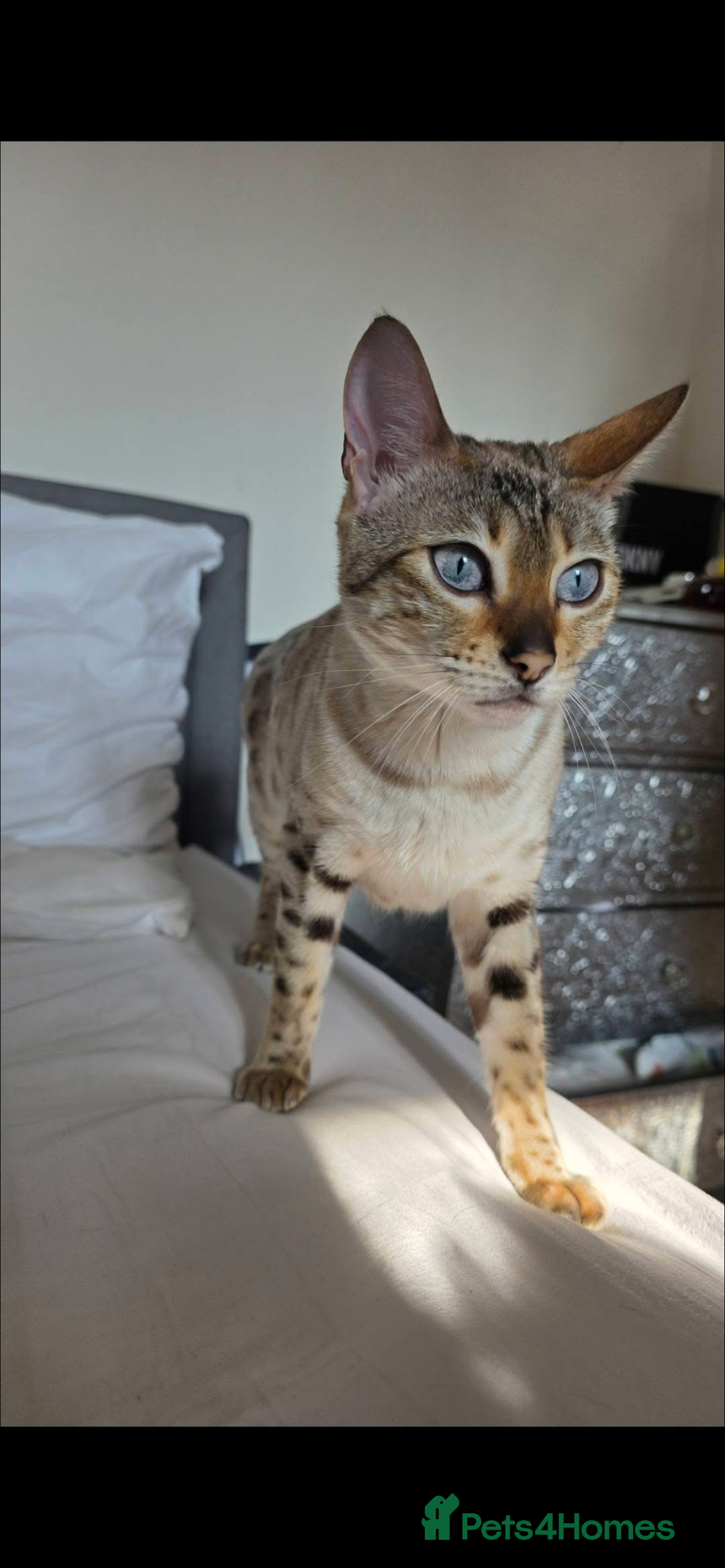 Bengal cats for sale: Female bengal kittens for sale  - Image 14