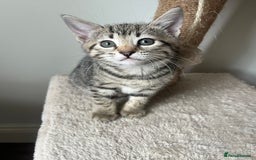 Bengal cats for sale: 1 grey bengal kitten.  - Image 8