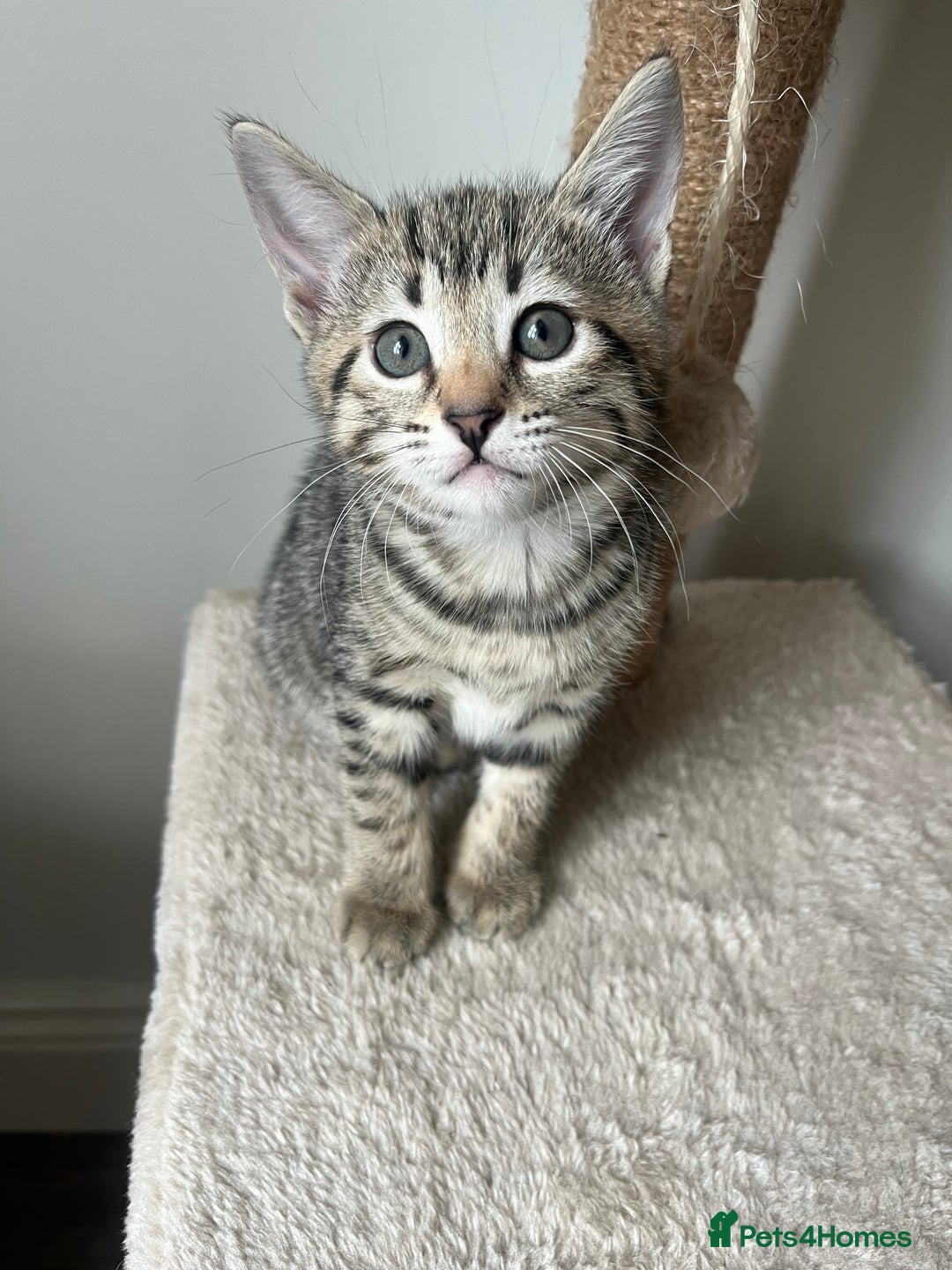Bengal cats for sale: 1 grey bengal kitten.  - Image 8