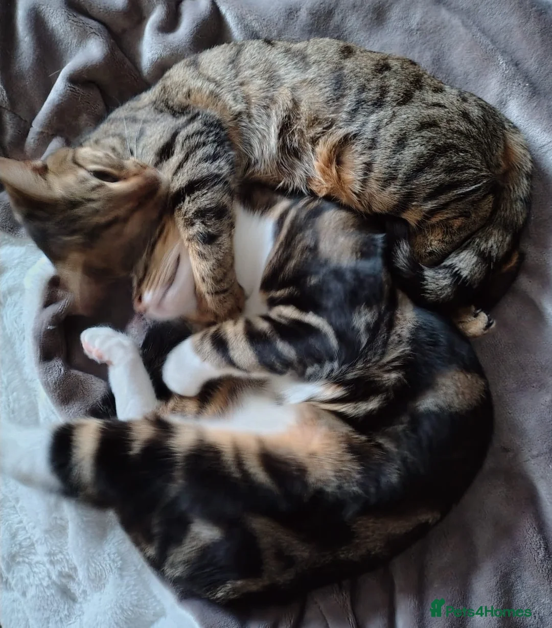 Bengal cats for sale: Bengal Brother and Sister  - Advert 2