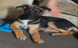 Mixed Breed dogs for sale: 5 month old GSD/akita mix  - Image 1