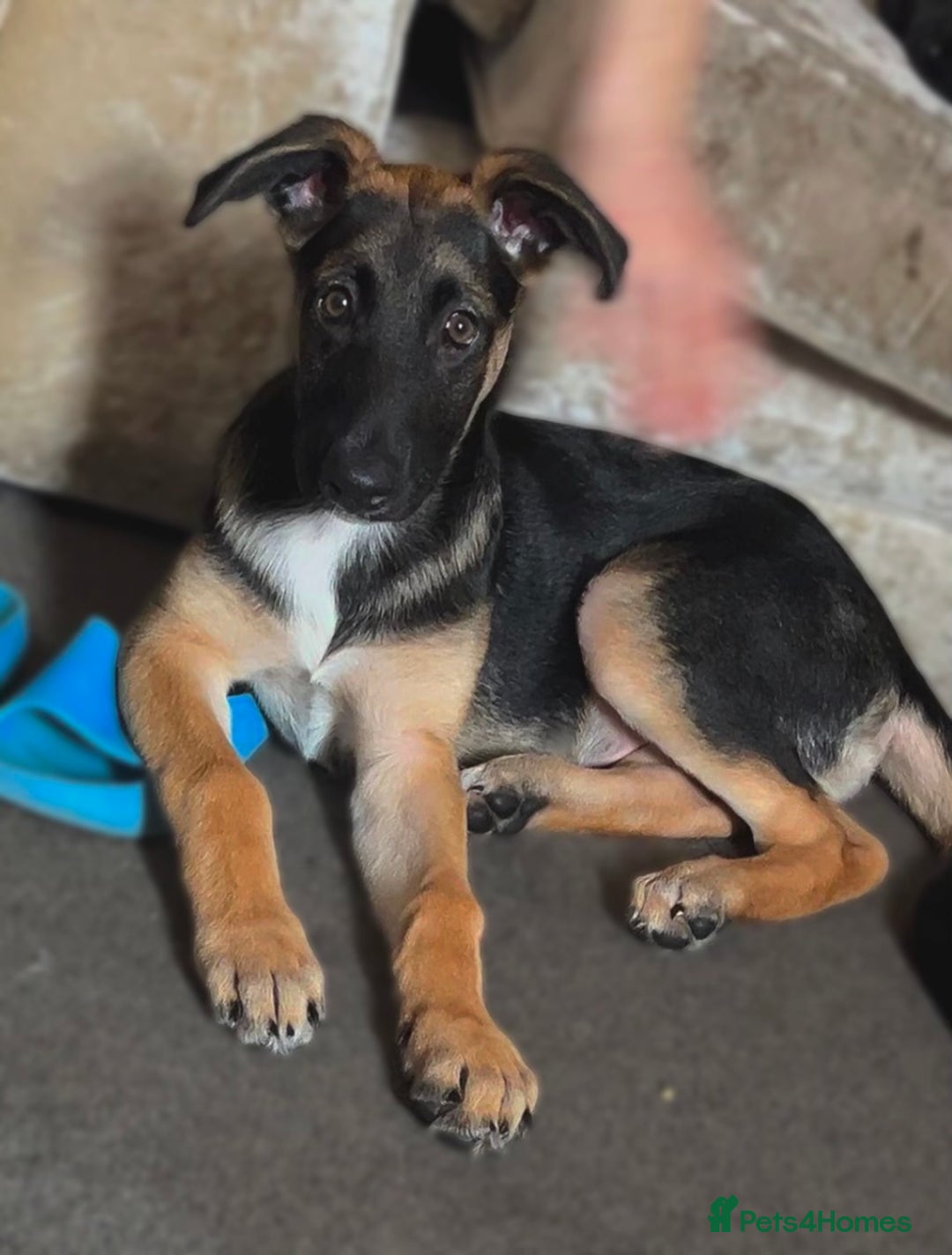 Mixed Breed dogs for sale: 5 month old GSD/akita mix  - Image 1