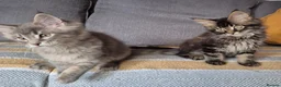 Maine Coon cats for sale: Maine coon kittens  - Advert 15