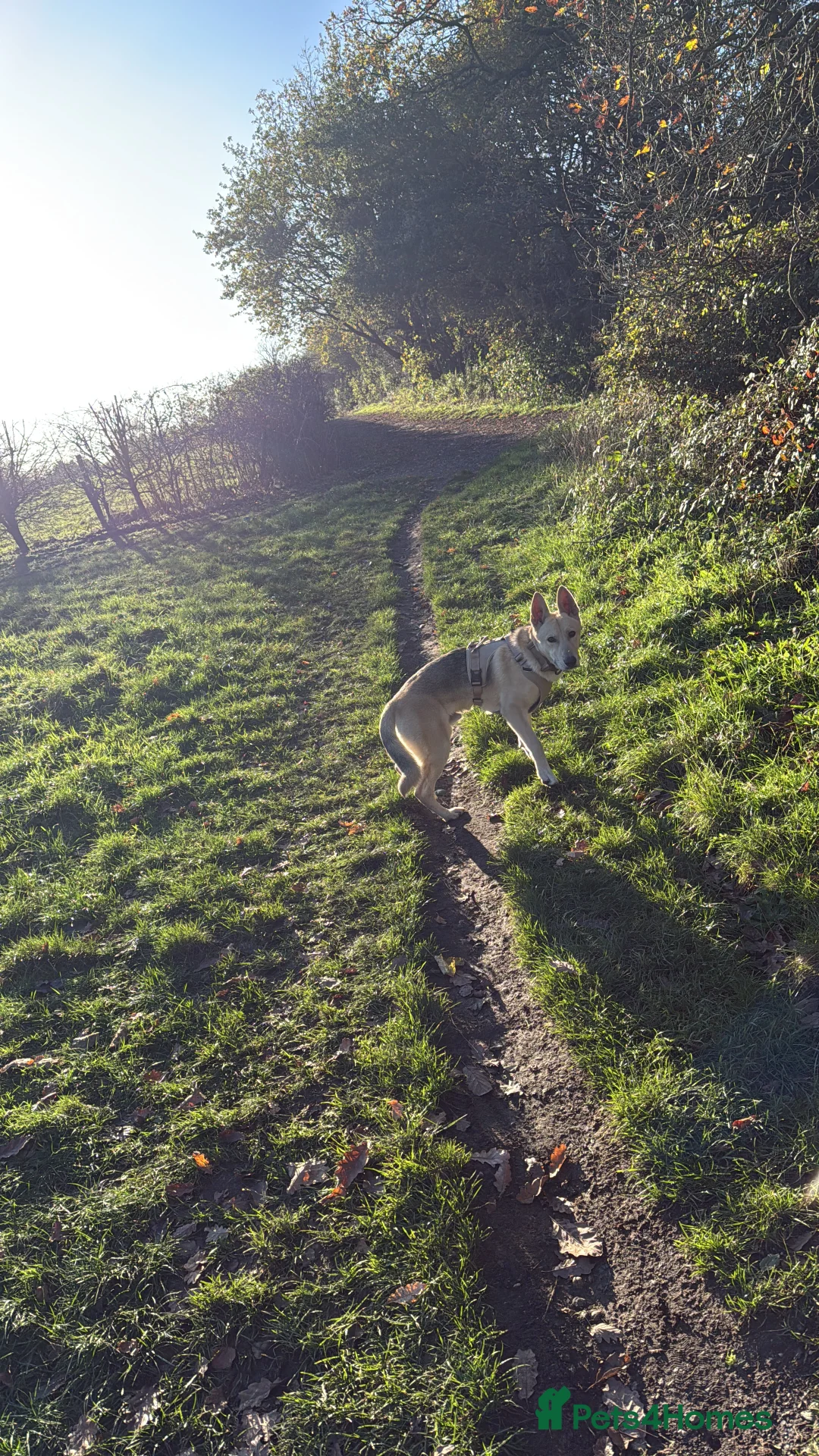 Mixed Breed dogs for sale: gerberian shepsky - Advert 7