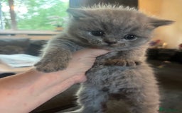 British Shorthair cats for sale: British blue shorthairs girls ready 10/8 - Image 8