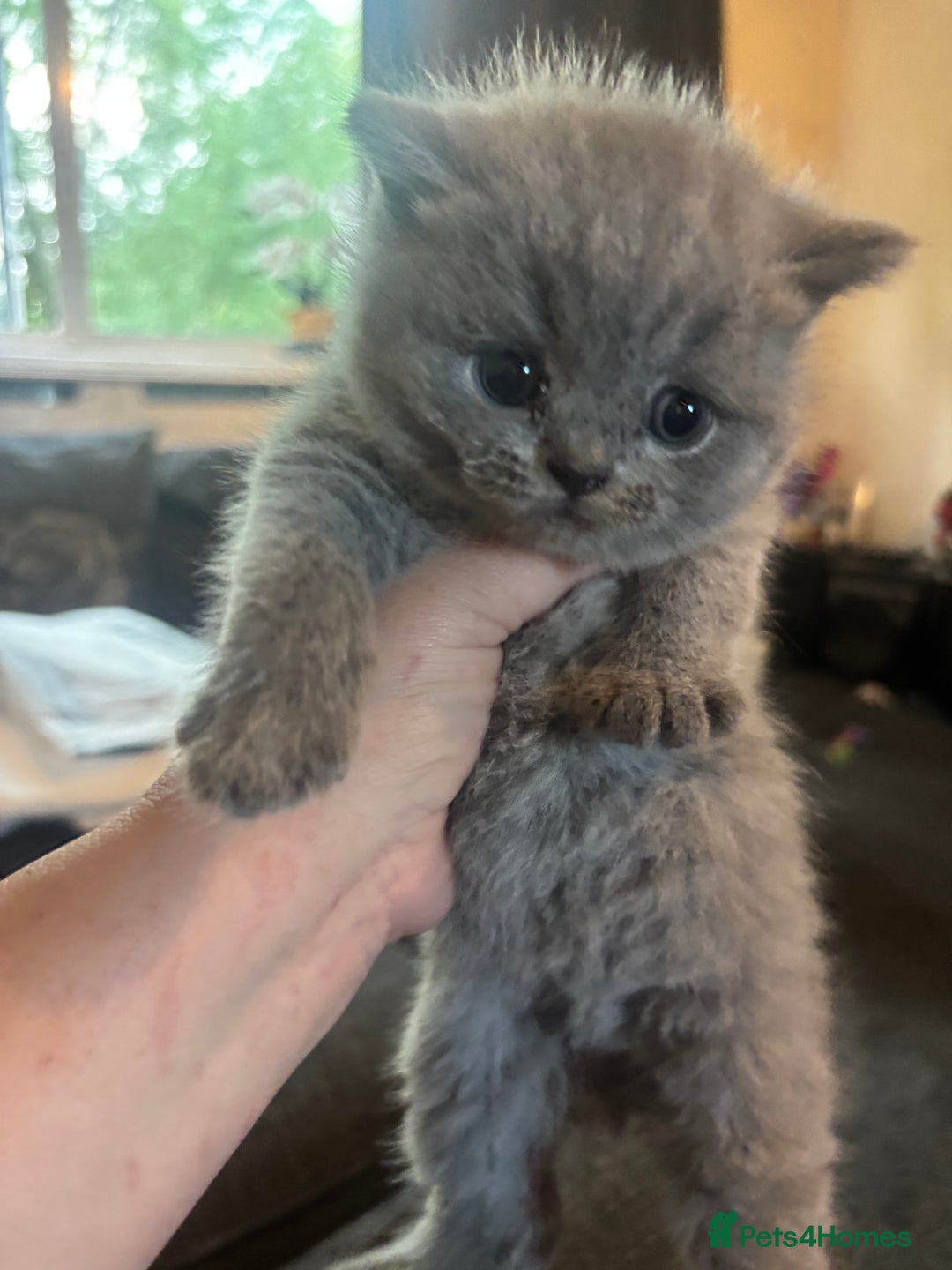 British Shorthair cats for sale: British blue shorthairs girls ready 10/8 - Image 8
