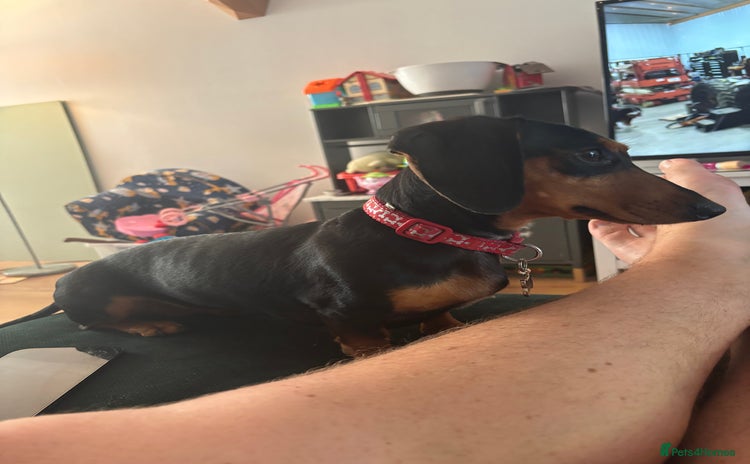 Miniature Dachshund dogs - Advert 5