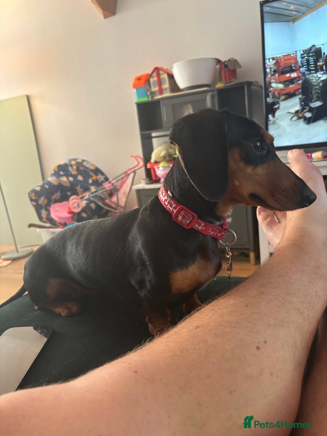 Miniature Dachshund dogs for sale: 3 year old female Miniature Dachschund ((Poppy)) - Image 1
