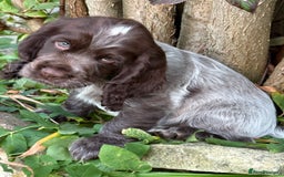 Cocker Spaniel dogs for sale: Stunning show cocker spaniels  - Advert 9