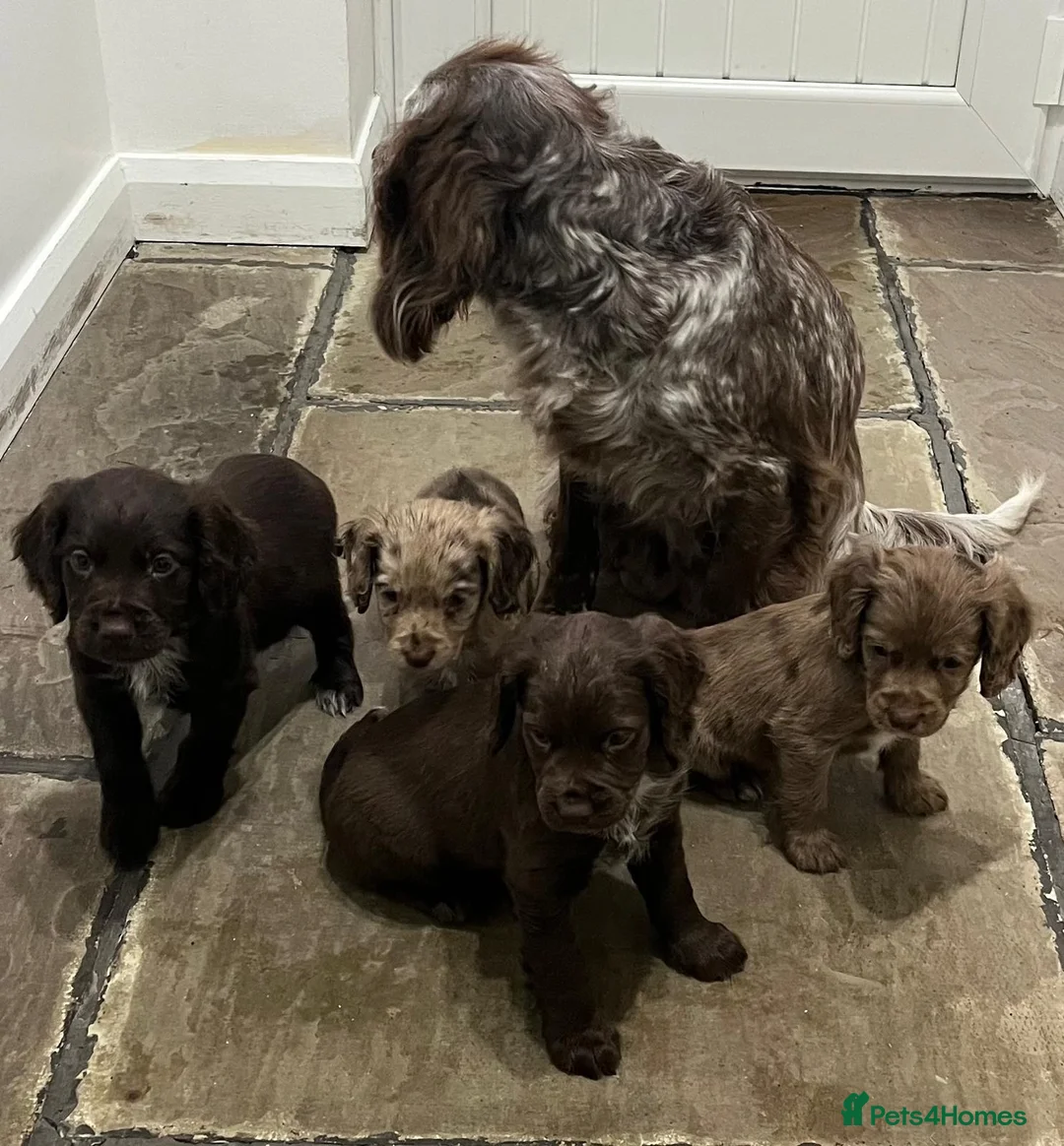 Cocker Spaniel dogs for sale: Cocker spaniels - Advert 11
