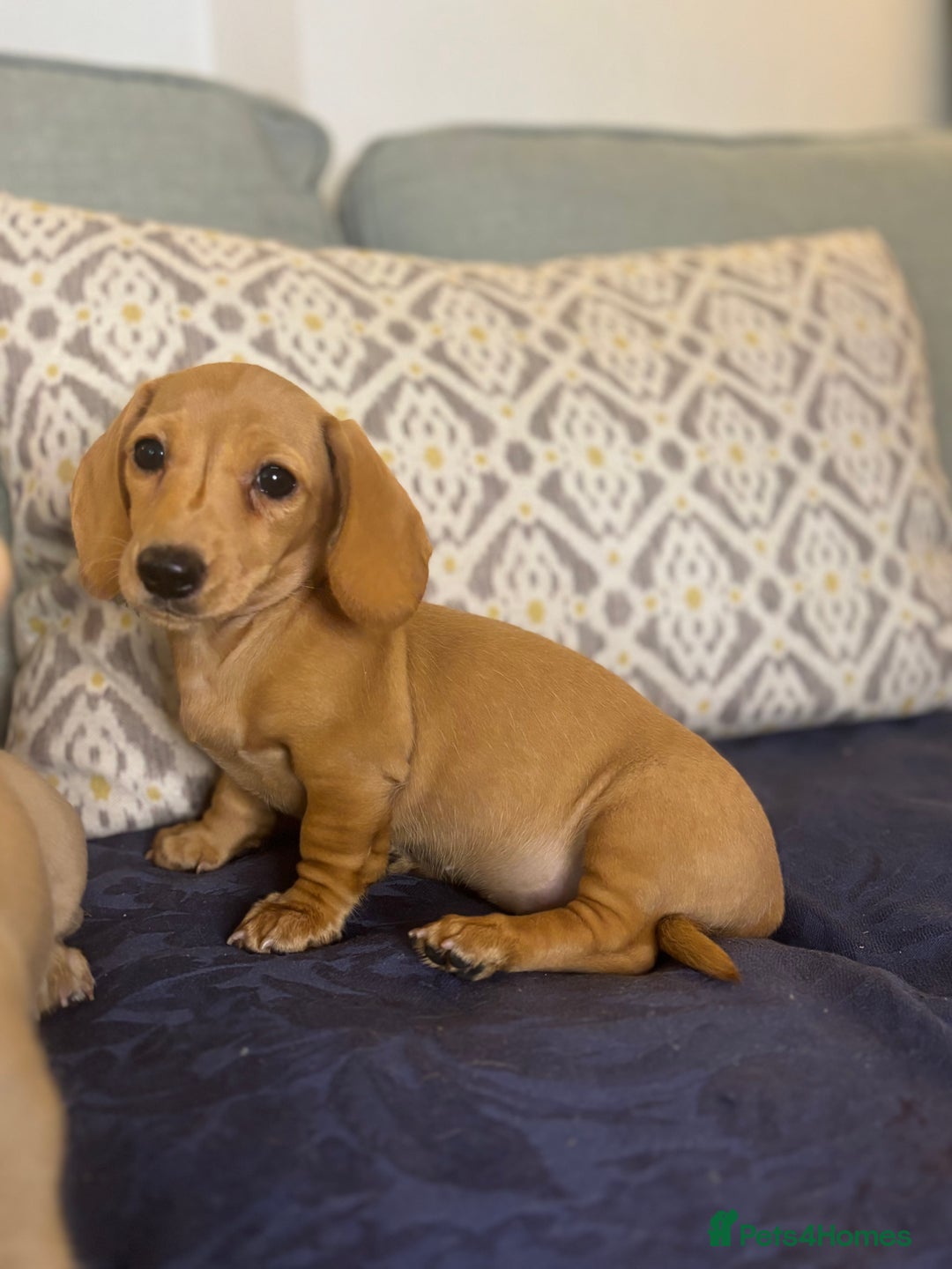 Miniature Dachshund dogs for sale: 🐶 Miniature Smooth Haired Dachshunds. KC REG. 🐶  - Image 16