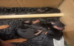 Miniature Pinscher dogs for sale: Miniature pinscher pups - Image 6