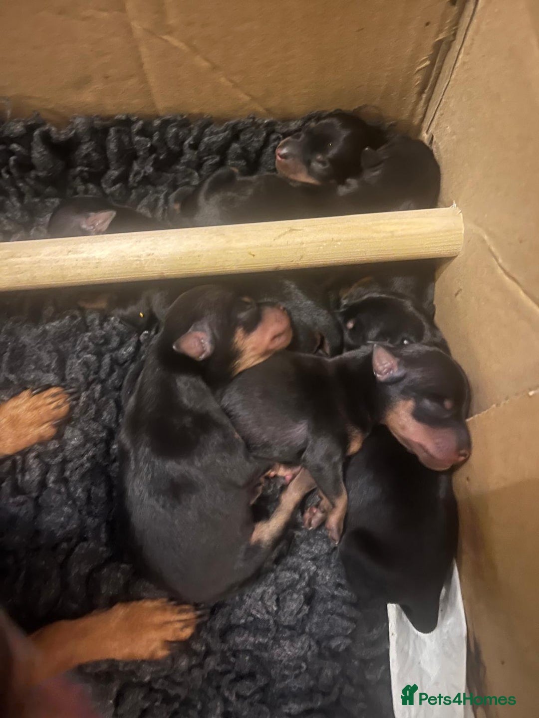 Miniature Pinscher dogs for sale: Miniature pinscher pups - Image 6