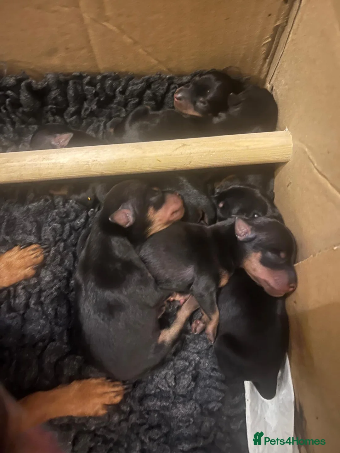 Miniature Pinscher dogs for sale: Miniature pinscher pups - Advert 11