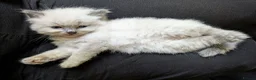 Ragdoll cats for sale: Ragdoll 3/4 x Persian kittens 1/4 in Cheddar - Advert 35