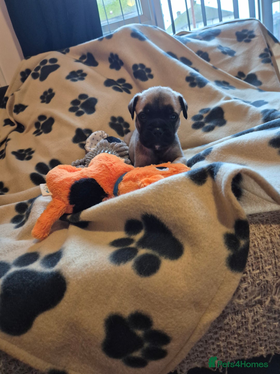 Bullmastiff dogs for sale: Beautiful Bullmastiff Puppies  - Advert 3