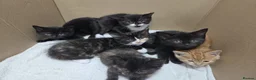 Mixed Breed cats for sale: Kittens - Advert 2