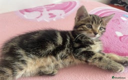 Brazilian Shorthair cats for sale: Last Tabby Cats  - Image 2