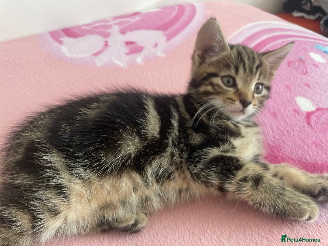 Brazilian Shorthair cats for sale: Last Tabby Cats  - Image 2