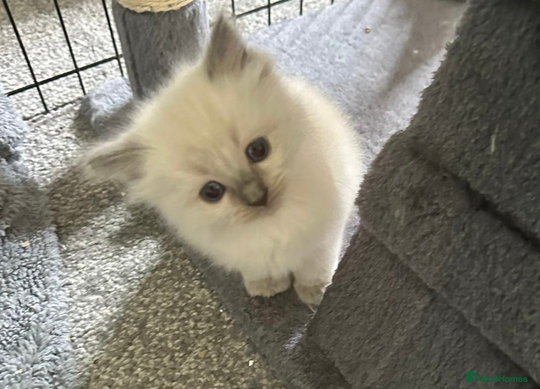 Ragdoll cats for sale: Ragdoll kittens  - Image 6